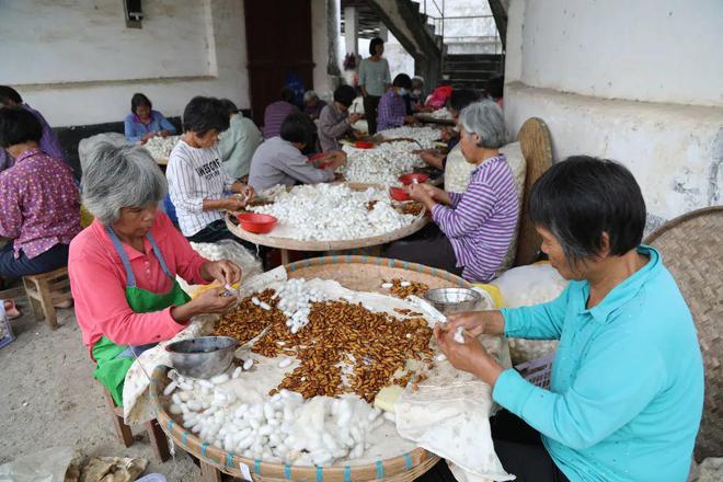 蚕蛹：线上热销 确保农民高收入