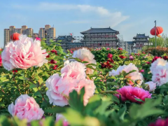 喜欢赏花的看过来！第41届中国洛阳牡丹