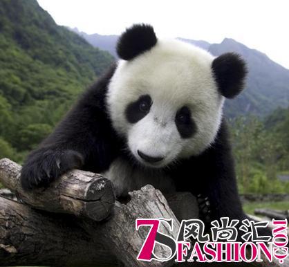 爱随行，panda go！熊猫绘画作品集结令