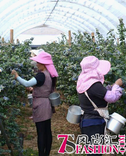 Driscoll’s怡颗莓云南种植基地让你乐享莓好生活