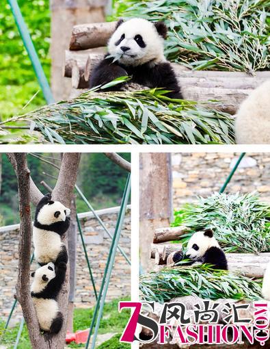 “爱随行，panda go”KidsHQ保护地球的教育公益之旅圆满落幕！