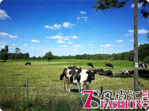 兰雀牛奶：世界牛奶日 牛奶知识知多少