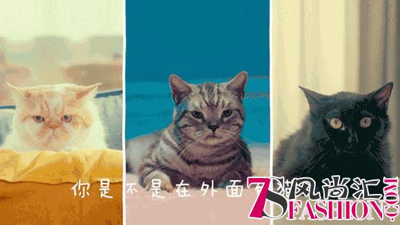 史上最软萌现象级营销，看天猫超级品类日如何卖爆猫粮