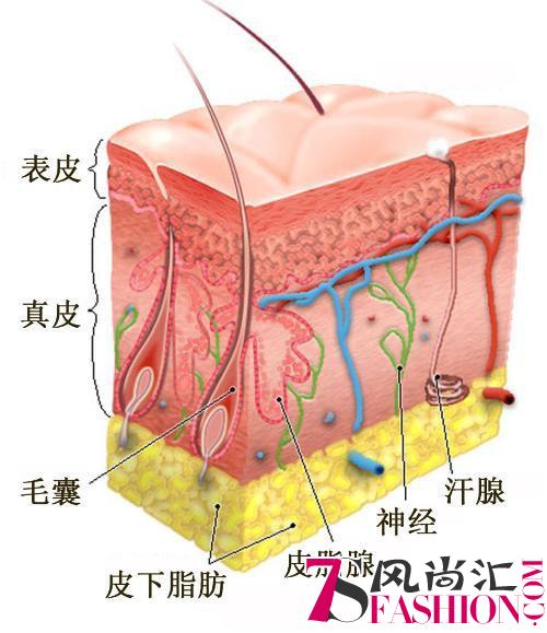Modeday萌堆 以有机植物精华打动亚洲女性的肌肤