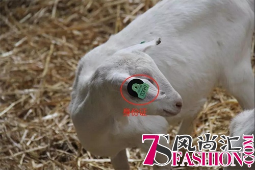 中国国际进口博览会即将举办，澳优将携佳贝艾特和悠蓝两大品牌亮相