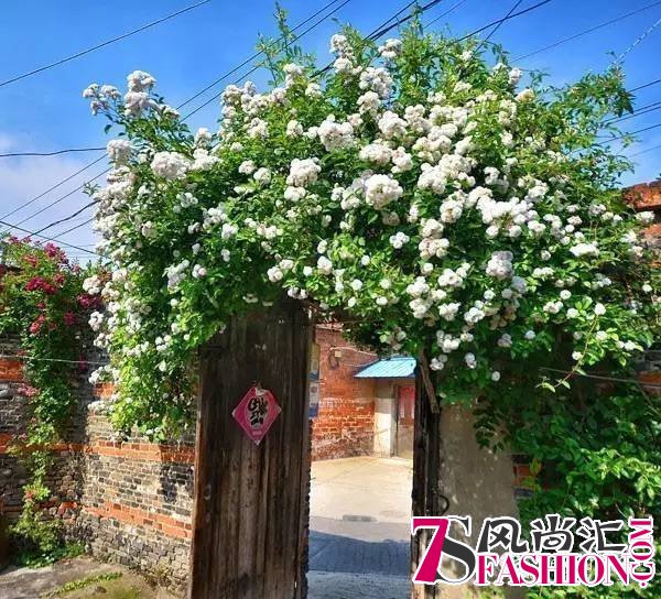 国内4月最佳寻春地 这些秘境你肯定不知道