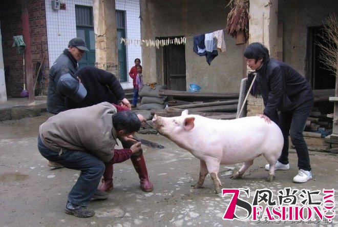 中国式农村杀猪.一把杀猪刀快进快出.