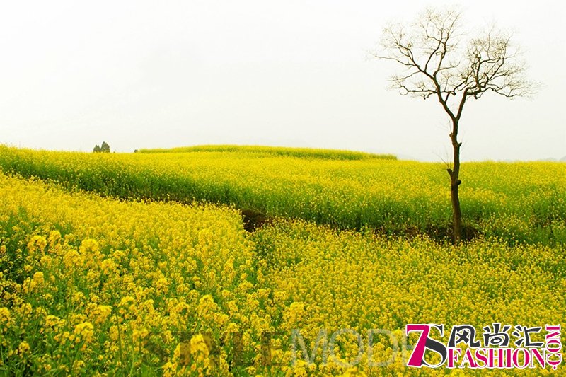 跟着这份时间表去观“油菜花海”