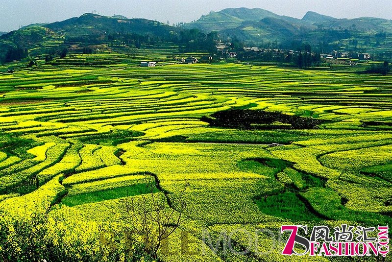 跟着这份时间表去观“油菜花海”
