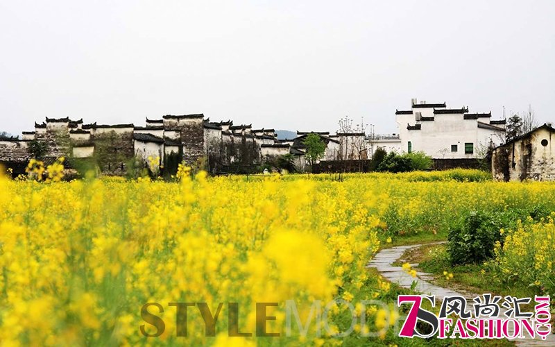 跟着这份时间表去观“油菜花海”