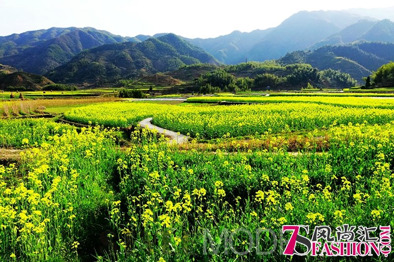 跟着这份时间表去观“油菜花海”